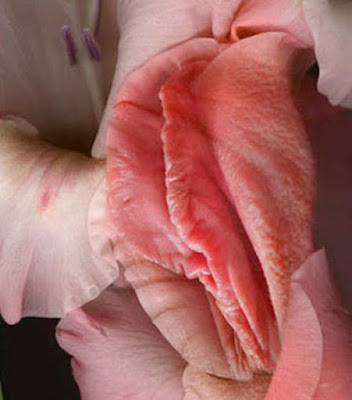 vagina-flores-naturales-eroticas-imagenes-parecidas-vulva_02.jpg