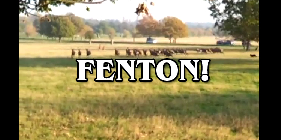Fenton-Viral-Video.jpg