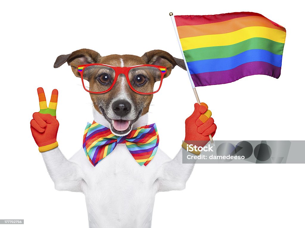 gay-pride-dog.jpg