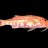 Red Mullet