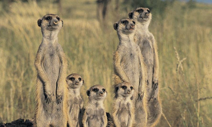 Ubuntu-10-10-a-k-a-Maverick-Meerkat-2.jpg