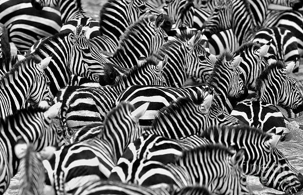 zebras-in-the-big-herd-during-the-great-photocechcz.jpg
