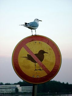 b8c9c3dce6ec59337f91a75c6c7b7a35--the-rules-like-a-boss.jpg