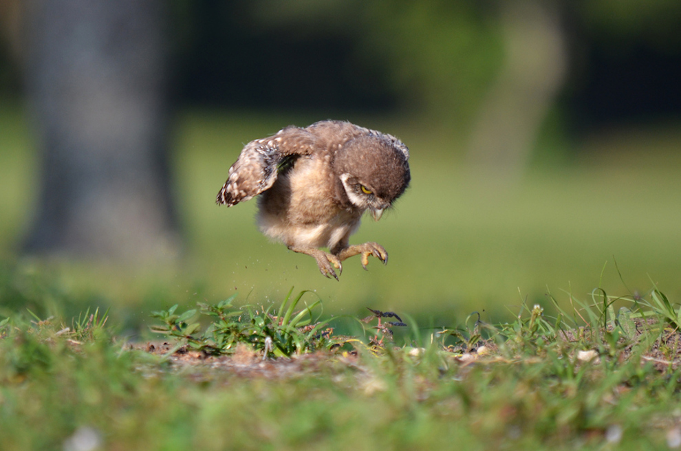 chick.jpg