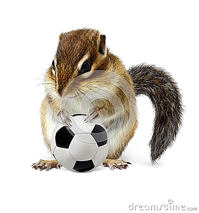 funny-chipmunk-soccer-ball-isolated-white-36417930.jpg