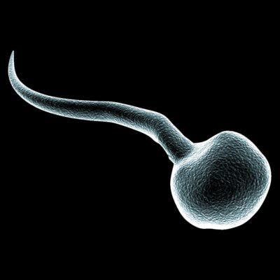 sperm-cell.jpeg