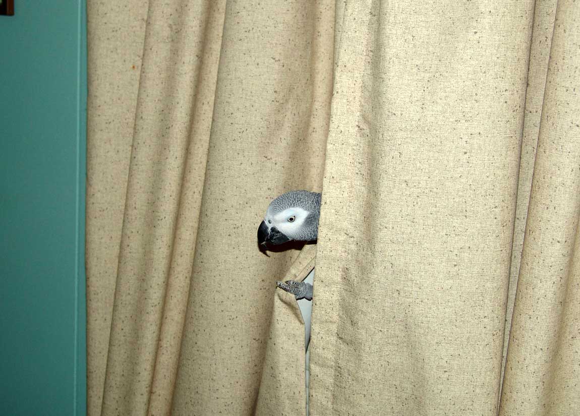 parrot1-DSC00982.jpg