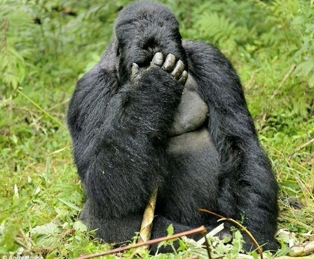 facepalm-gorilla-2.png