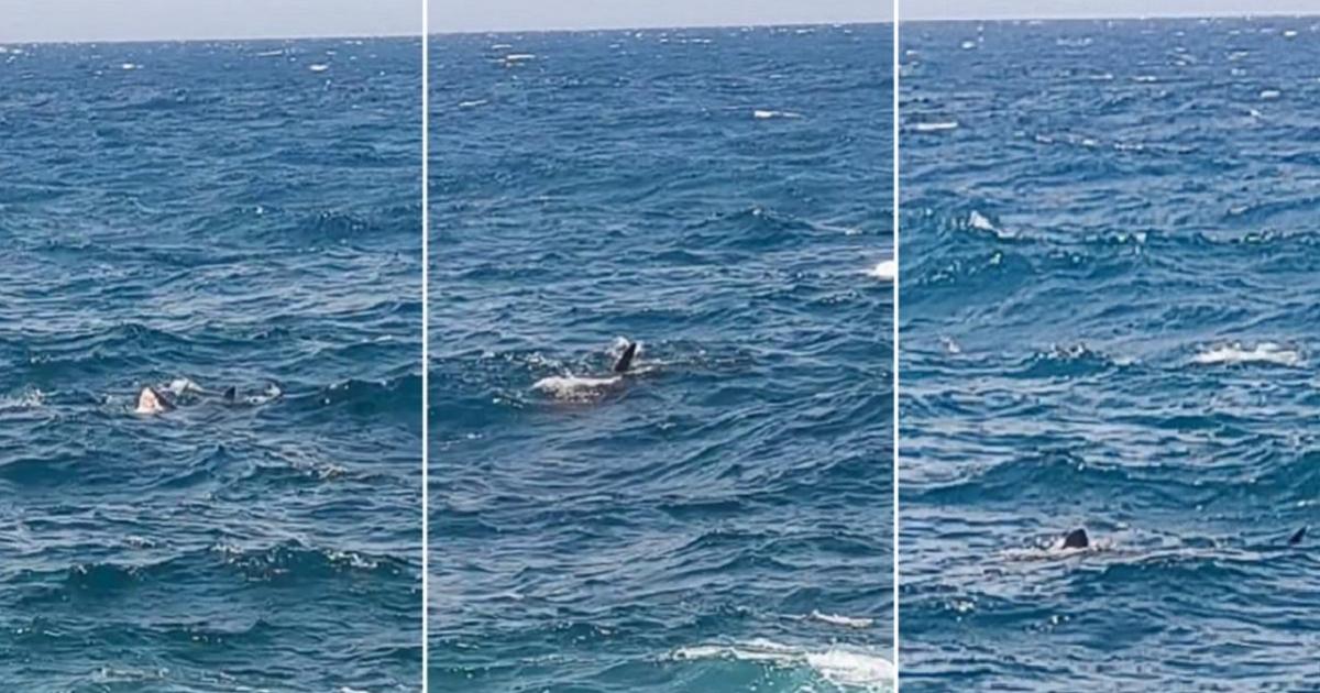 timesofmalta.com