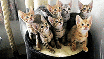 Cat Kittens GIF Cat Kittens GIF