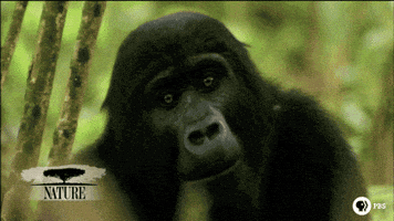 Pbs Nature Gorilla GIF by Nature on PBS Pbs Nature Gorilla GIF by Nature on PBS