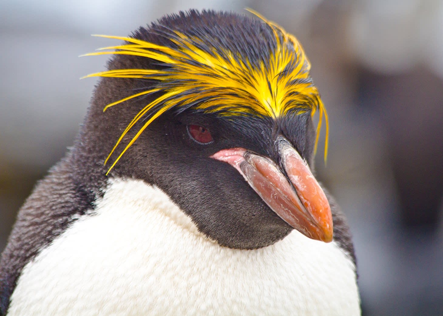 SamCrimmin-SG-Wildlife-Macroni20Penguin-1.jpg