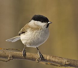 260px-Parus_palustris02.jpg